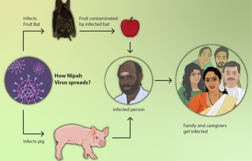 How is Nipah virus transmitted? | The Rising India